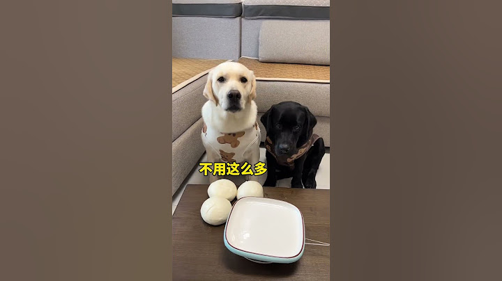 你这挑拨离间也太过分了吧  #狗狗的心思都写在脸上了 #萌宠出道计划 #狗子成精了 #我不是人但你是真狗