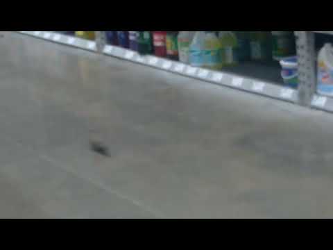 Bird in the