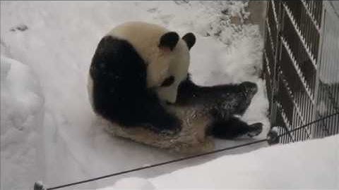 Two Giant Pandas land in Finland | Desiigner - Panda | Panda-monium!