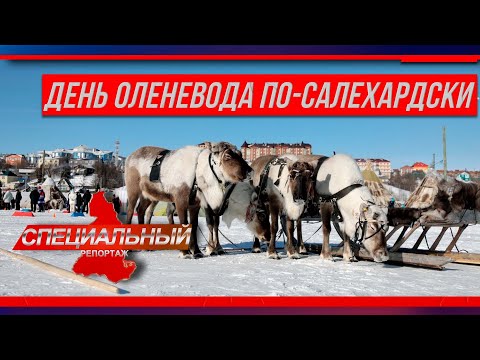 День оленевода в