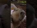Capybara Maya holt sich ein paar Streicheleinheiten ab #zoolotse #zoocialmedia #capybara #zoo