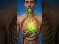What Happens Inside Your Body After Eating Pomegranate 🍎 | 3D Animation #3danatomy #bodyroute3d