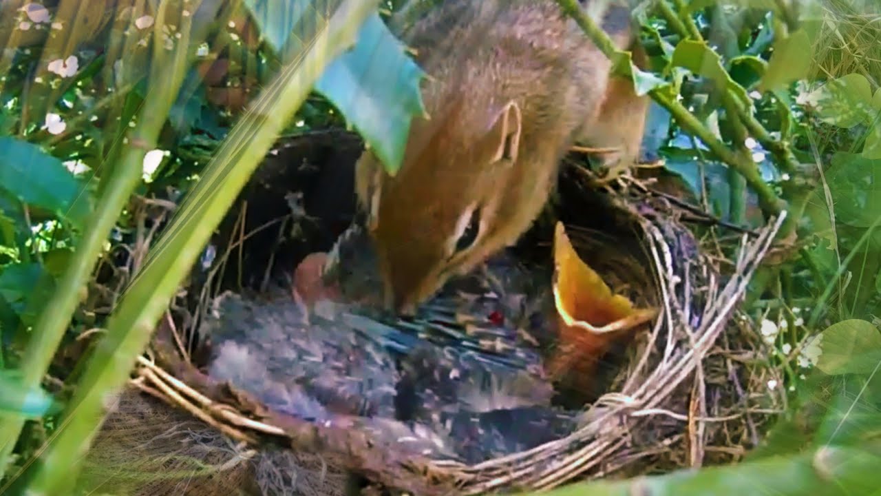 DETIK-DETIK ANAK BURUNG DIBAWA KABUR DIDEPAN INDUK BURUNG
