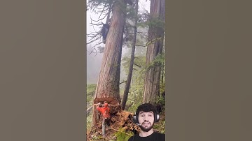 Cutting trees Video Clips || Expert in Action #cuttingtree #woodworking #shortsfeed #shorts #viral