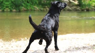 10 Reasons Why You Should Have A Labrador