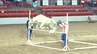 Coon Jumping Mule Houston Texas #amazing #mule #jumping