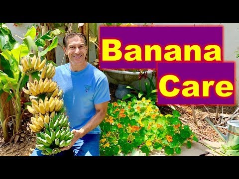 Video: Siržu papardes barošana ar banāniem - uzziniet par banānu mēslojumu papardes papardēm