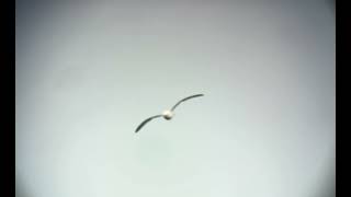 Northern fulmar (Fulmarus glacialis). Duncansby head, Scotland 07 July 2026. iPhone video.