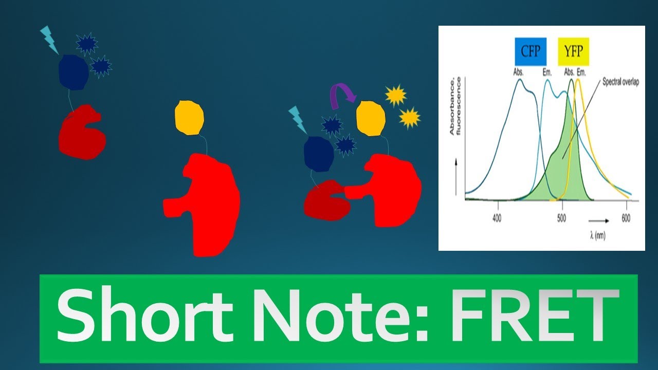 FRET: Fluorescence Resonance Energy Transfer - "Short Note! - 2mins ...