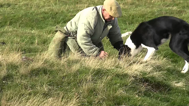 Ferreting in the Yorkshire Dales part 1