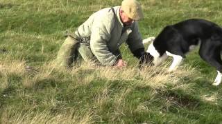Ferreting in the Yorkshire Dales part 1