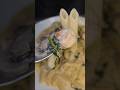 Pasta Pilz Rahmsauce mit Spinat & Chicken #shorts