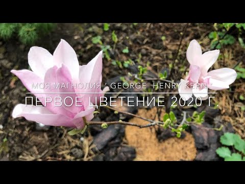 Video: Magnolijas Veidi Un šķirnes (46 Fotoattēli): Baltā Magnolija Siebold, Dzeltena Un Rozā, Lēbnere Un Virdžīnija, 