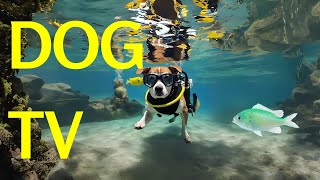 Dog TV  Soothing Acoustic Chill Music Videos: Ultimate Underwater Relaxation for Dogs: