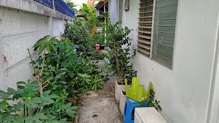 ตัดแต่งกิ่งต้นไม้หลังบ้าน