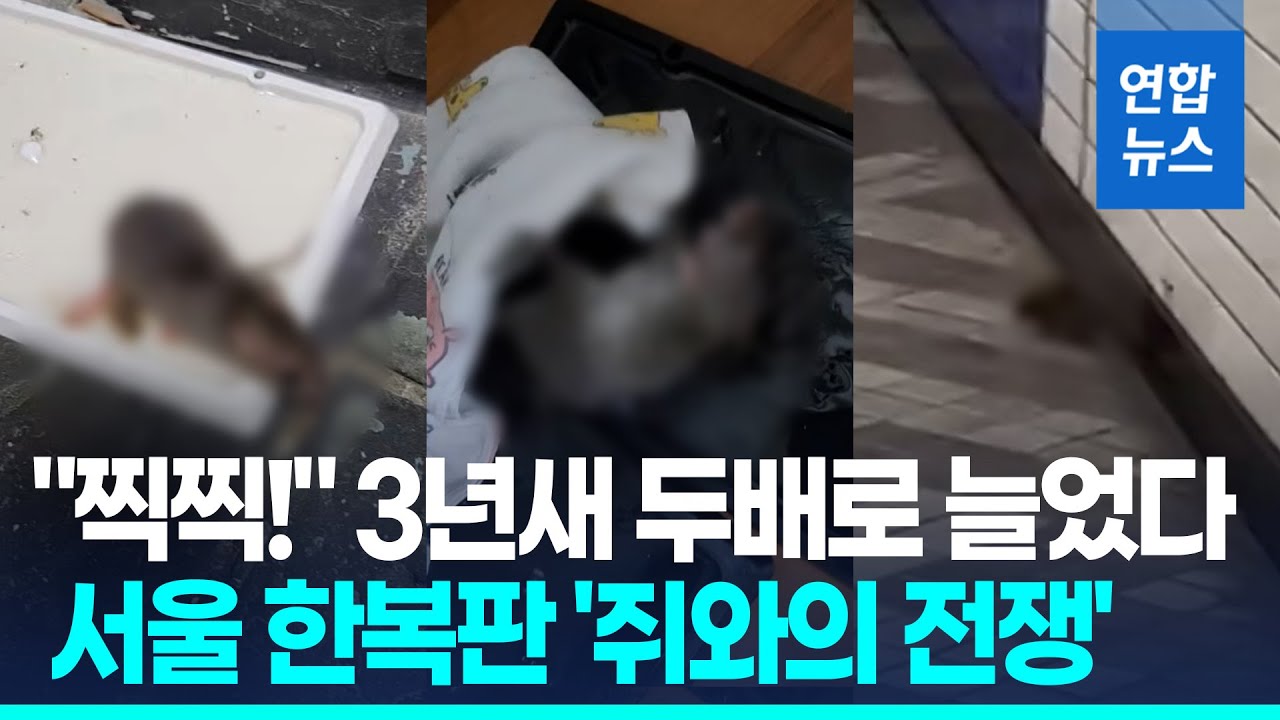 지하철역에도 아파트에도 '찍찍!'…서울 한복판 '쥐와의 전쟁'/ 연합