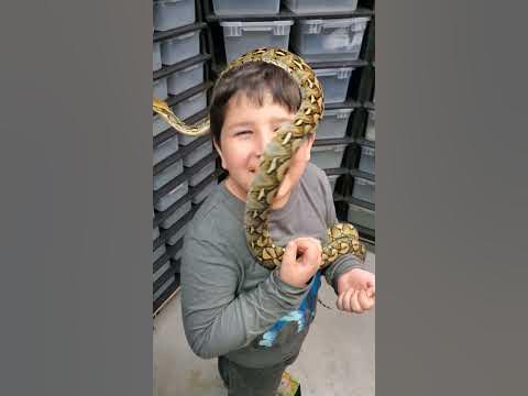 Python Hugs Kid #python #animals #snake #pets #reticulatedpython # ...