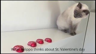 What Felippo Thinks About St. Valentines Day