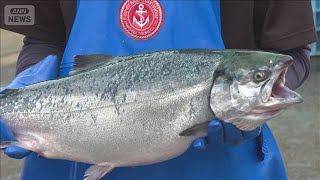 脂の乗りよし　養殖「佐渡サーモン」水揚げ始まる　輸入物値上げで国産に注目集まる【知っておきたい！】【グッド！モーニング】(2026年5月13日)