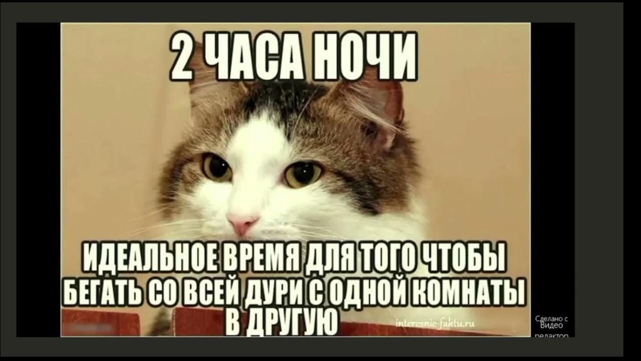 Хорошо полизал. Мемы с котами. Мемы про котов. Котики смешные мемы. Коты мемес с надписями.