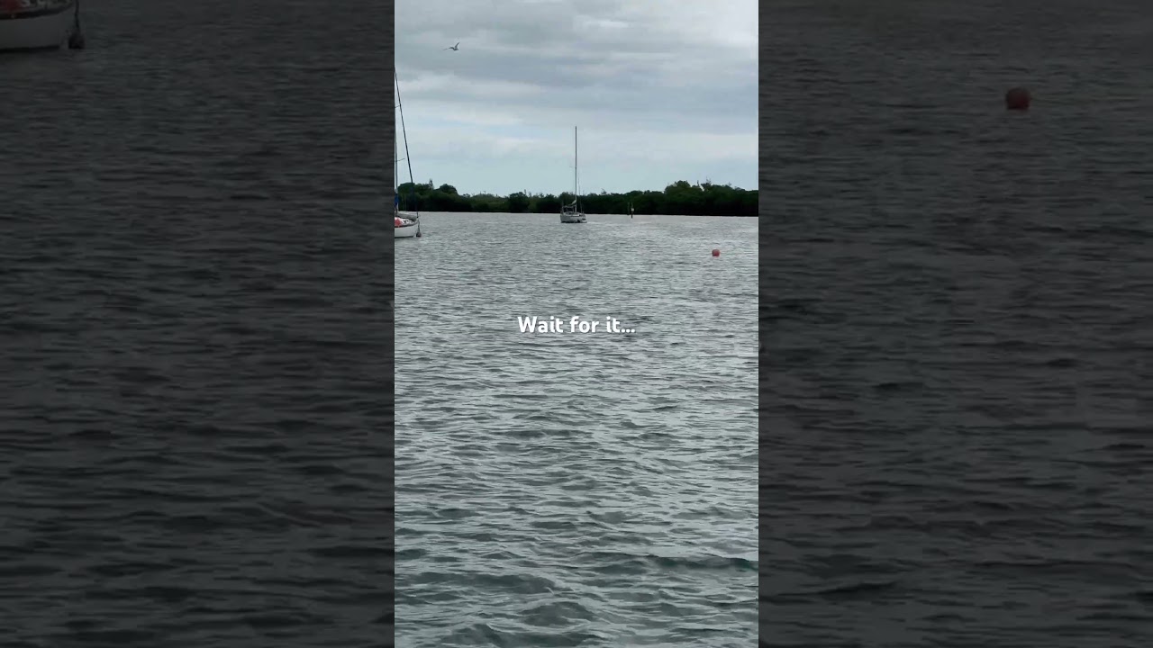 Look who’s visiting.. dolphins & giant sea turtle ❤️ #finallysailing #sailing #dolphins #seaturtles