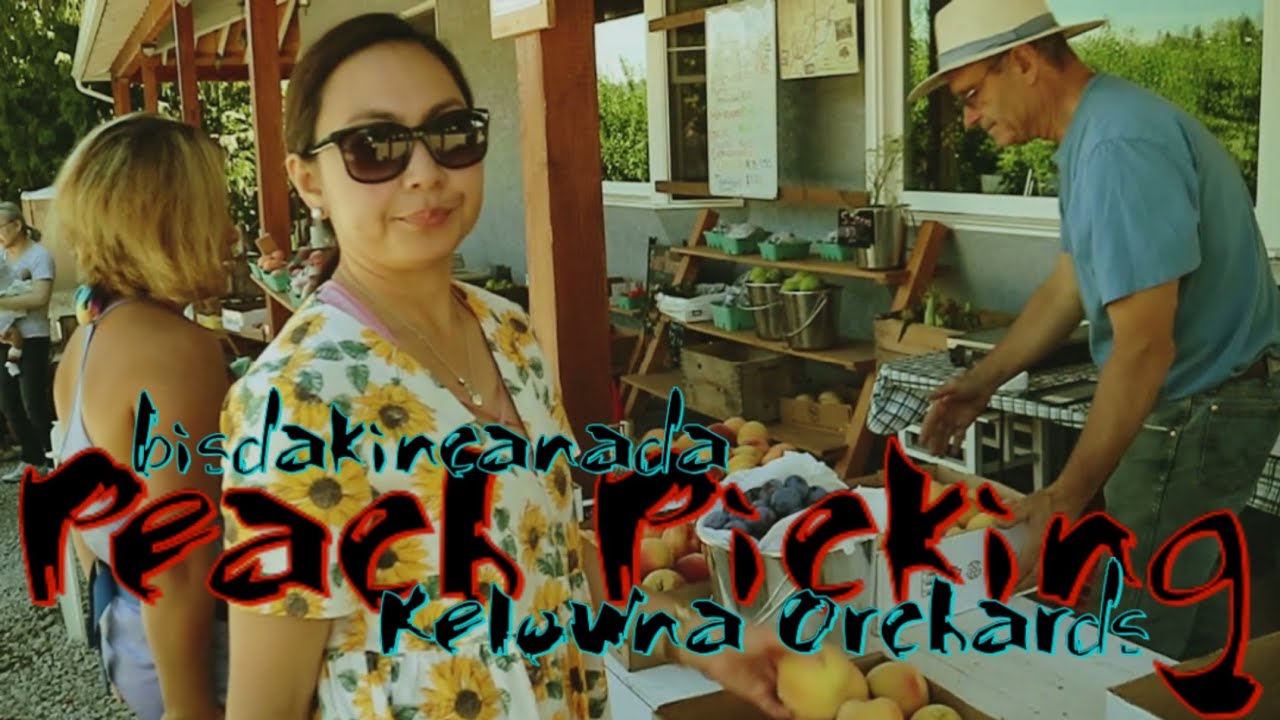 Pinoy Discovery Peach picking ( Kelownanow ) Kelowna Orchards YouTube