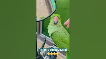Parrot saying “ooo Assalam o Alaikum” 🦜👀 #parrot #shortsfeed #shorts #talkingparrot #bird