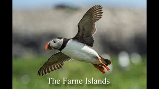 Serenity Farne Islands cruise,Northumberland,England