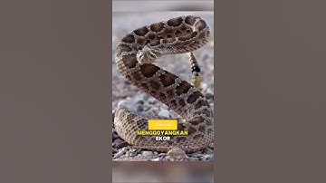 Ular Derik #animal #animals #hewan #faktaunik #wildlife #wildanimals #ular #ularderik #snacks
