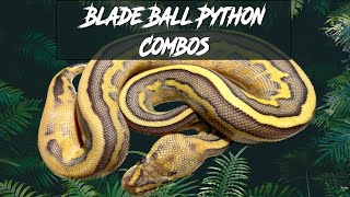 Blade Ball Python Morph Combos | Jack's Reptiles