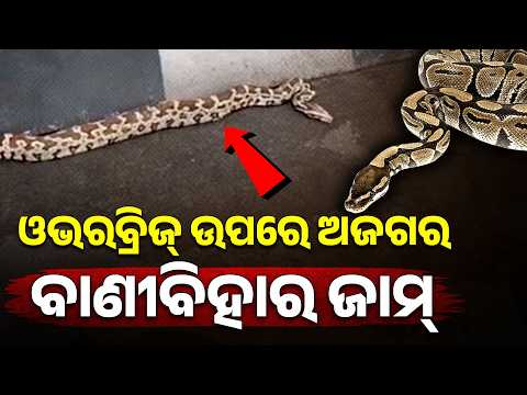 ବାଣୀବିହାର ଉପରେ ବିରାଟ ଅଜଗର | VaniViha | Python | Argus Digital