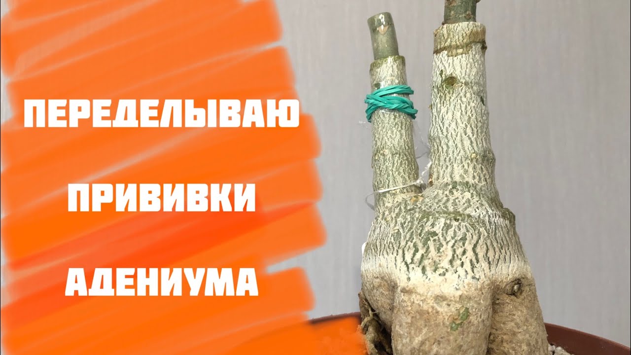 Адениум. Довожу до ума прививки) - YouTube