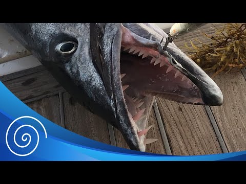 Sea monster on board | Kundalini Sailing | EP57