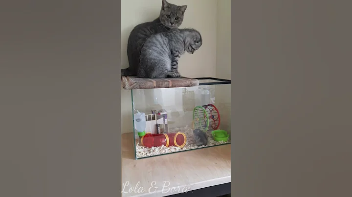 Watch the video about Funny kitten vs Hamster 🤣