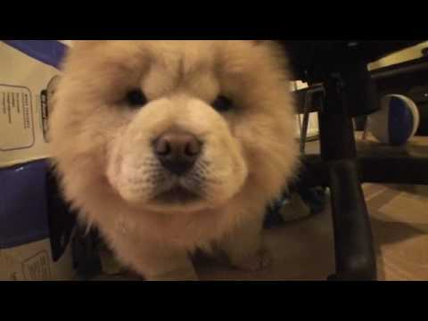 Mochi The Chow Chow * the CUTEST *