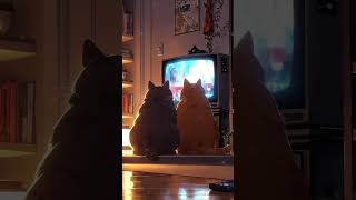 📺 Cats’ Cosy Movie Night – Furry Friends & Chill #dreamylandscapes #livewallpaper #viralanimeshorts screenshot 5