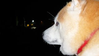 小雨に濡れる覚悟を決めるまでが長すぎる柴犬
