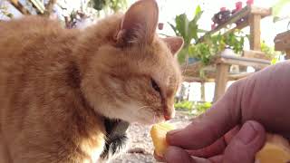 Lexi's Greenhouse: A Cozy Cat Haven