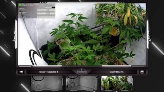 🔴 From Seed to Bud: Join our Continuous Grow Show - Legal Live Cannabis Cultivation around the Cl…