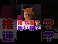 助けて!ガリガリ迷い猫
