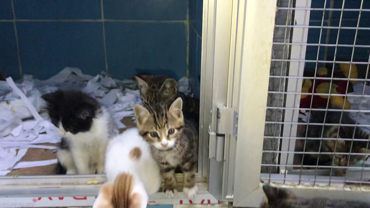 Istanbulda Yavru Kedi Sahiplenmek Isteyenler Yavru Kedi Sahiplendirme Kedi Sahiplenmek Istiyorum Youtube