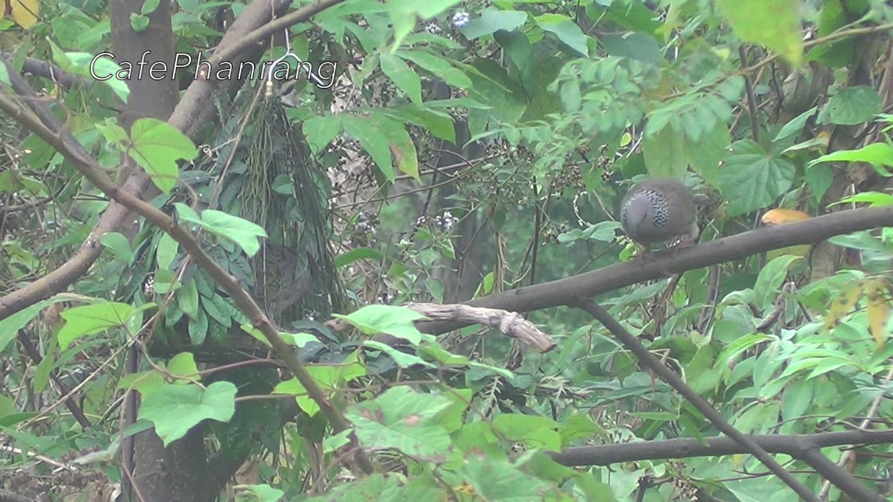 Bay chim cu gay... Bổi kết.