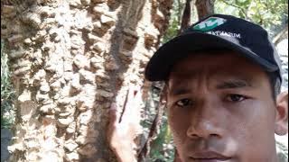 pencarian pohon cangkring / Dadap cangkring