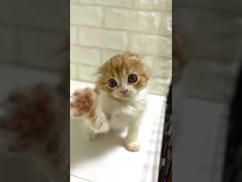 スコティッシュフォールド ふわふわとしたまるでぬいぐるみのような子