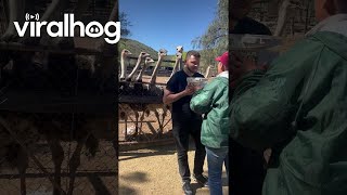 Hungry Ostriches Give Guy a Neck Massage || ViralHog