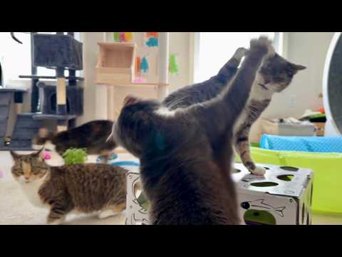 This Cat Video Contains Treats and Paw Slaps!