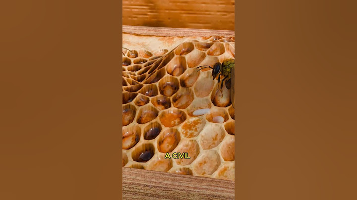 Why A Beekeeper Squash Bee Eggs 🤯