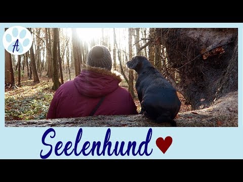 Soul dog (WARNING: cheesy!)