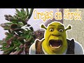 Orejas de Shrek Trasplante, Cuidados y Morfología// Cuidados de Plantas suculenta / Cd. Juárez Chih.