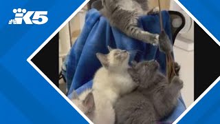 Stolen kitten found safe, returned to Lynnwood pet rescue